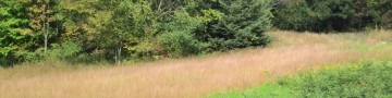 Field of native grasses