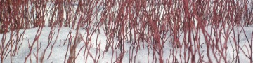 Red twig dogwood provides stunning winter color