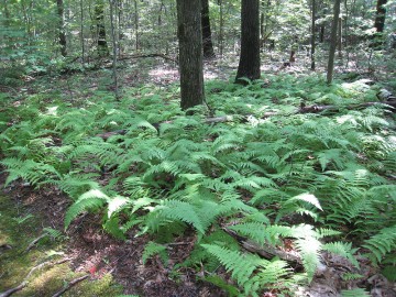 Forest bed of ferns