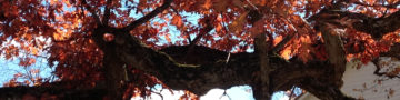 Oak tree with full color fall leaves