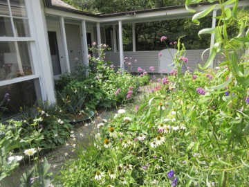 Perennial wildflower garden in Chatham, NY, designed by Wendy P. Carroll