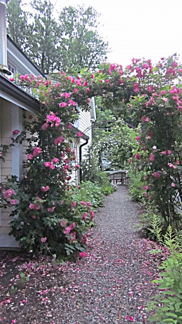 Beautiful rose arbor