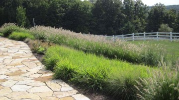 Lush grasses and other native plants