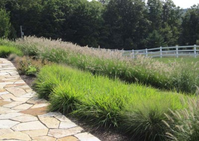 Lush grasses and other native plants