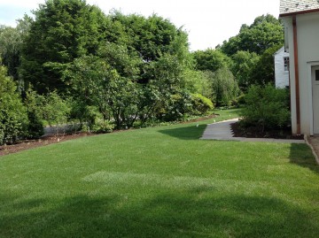 Lush green lawn and deciduous tree border as screen
