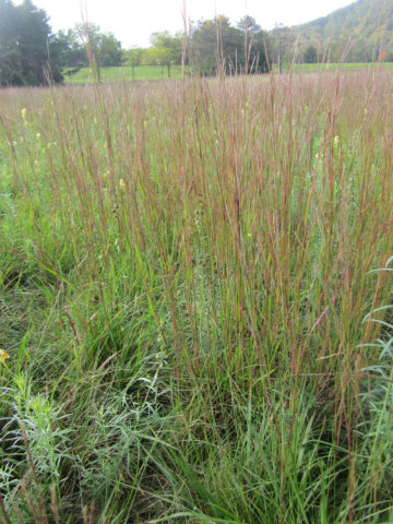 Ornamental grasses give height to the design and provide shelter for insects and other small animals
