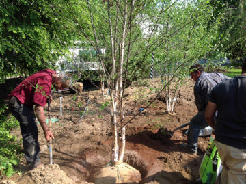 Planting trees landscape project