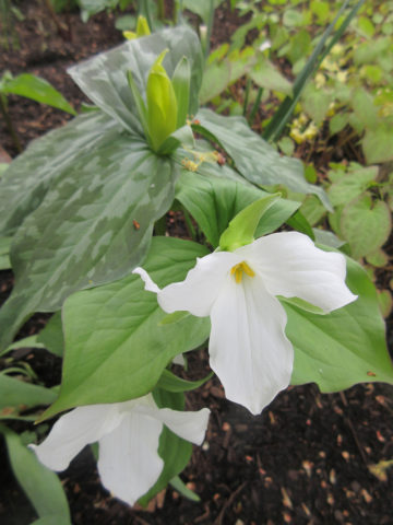 Pretty white native perennial flower