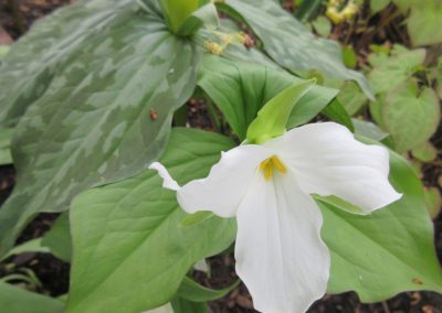 Pretty white native perennial flower
