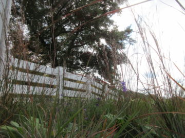 Natural meadow with fence boundary, designed by Landscape Architect Wendy P. Carroll