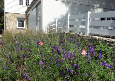 Natural meadow designed by Landscape Architect Wendy P. Carroll