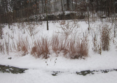 Red twig dogwood provides winter interest.
